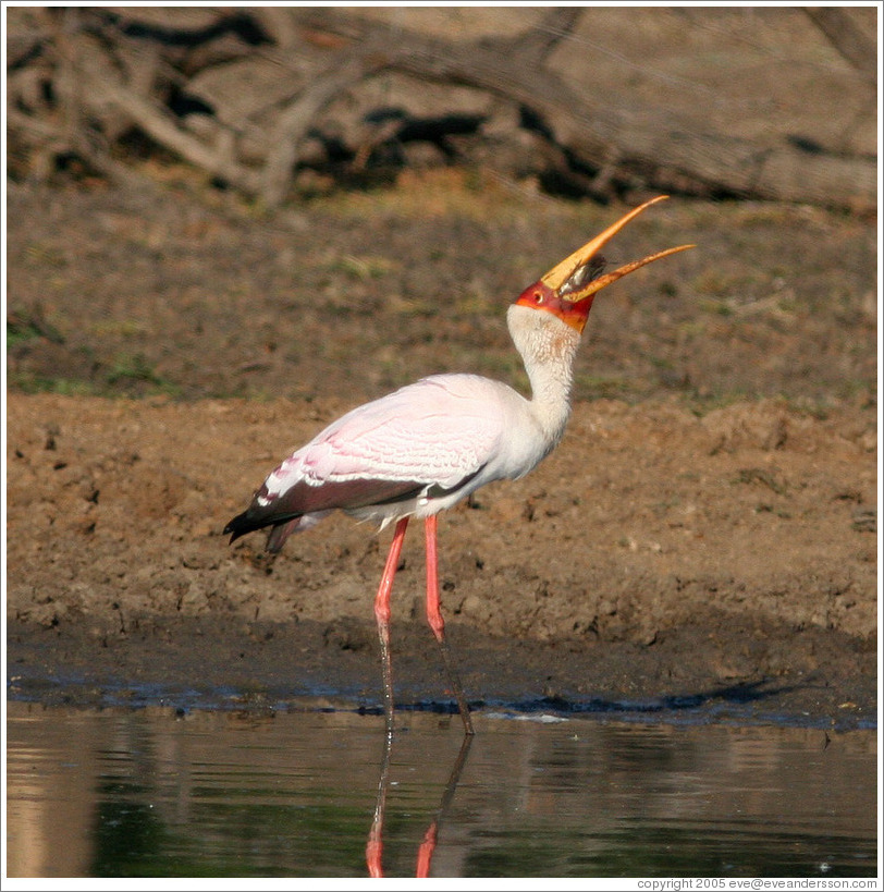 Yellow-billed stork (Mycteria ibis) eating fish.