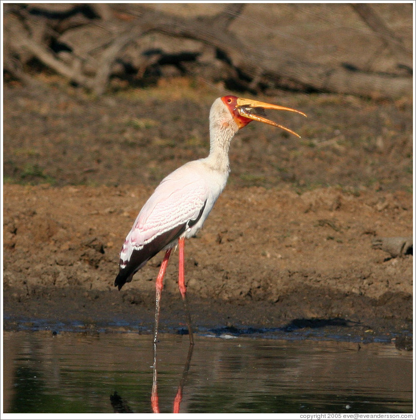Yellow-billed stork (Mycteria ibis) eating fish.