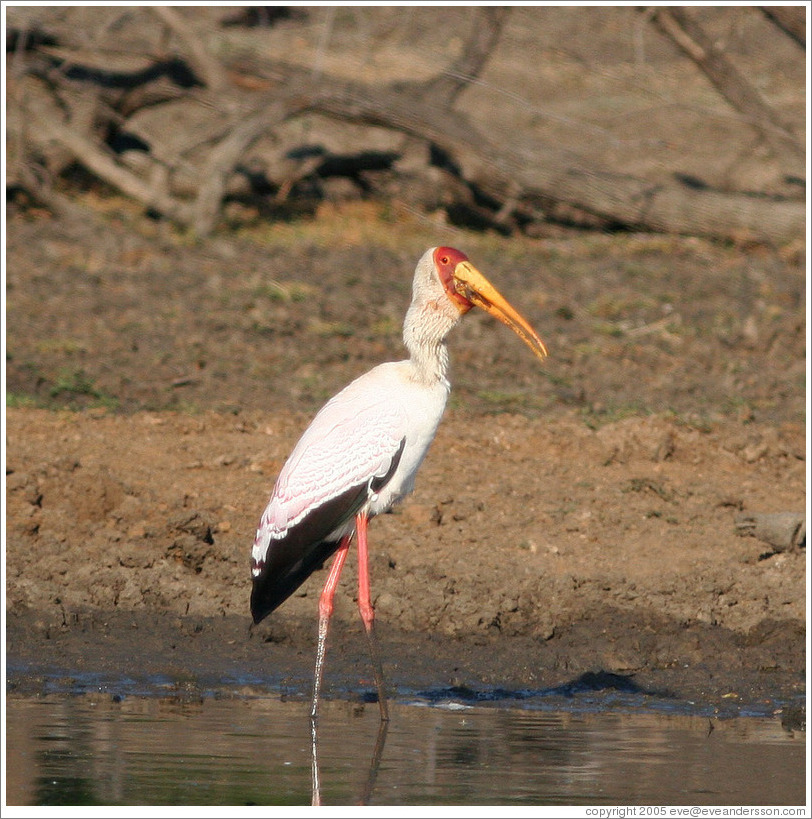 Yellow-billed stork (Mycteria ibis) eating fish.
