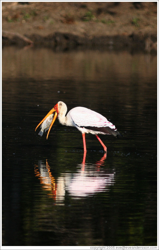 Yellow-billed stork (Mycteria ibis) eating fish.