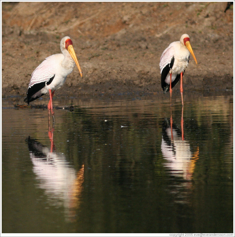 Two yellow-billed storks (Mycteria ibis).