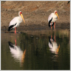 Two yellow-billed storks (Mycteria ibis).