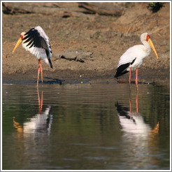 Two yellow-billed storks (Mycteria ibis).