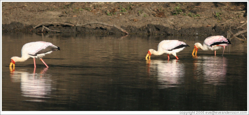 Yellow-billed storkes (Mycteria ibis) looking for fish.