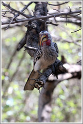 Southern Yellow-billed Hornbill (Tockus leucomelas).