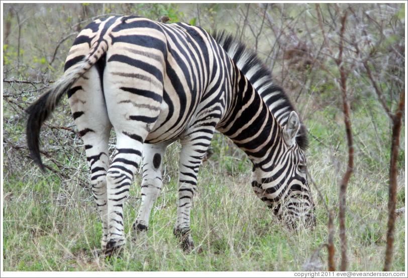 Zebra from behind.