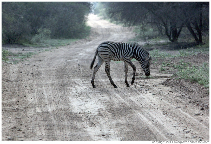 Young zebra crossing the road.
