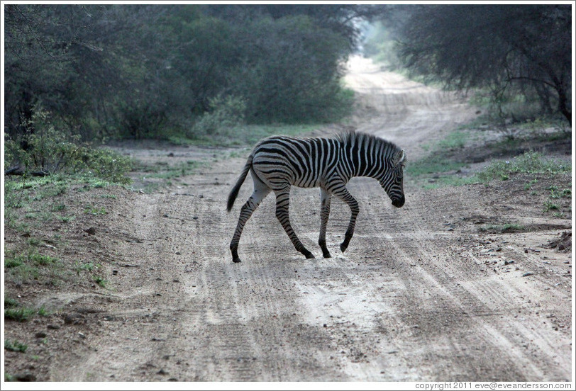 Young zebra crossing the road.