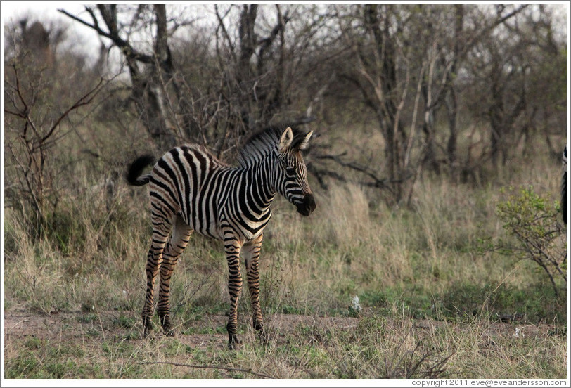 Young zebra.