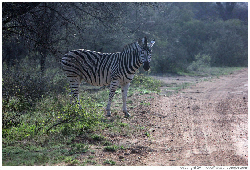 Zebra crossing the road.
