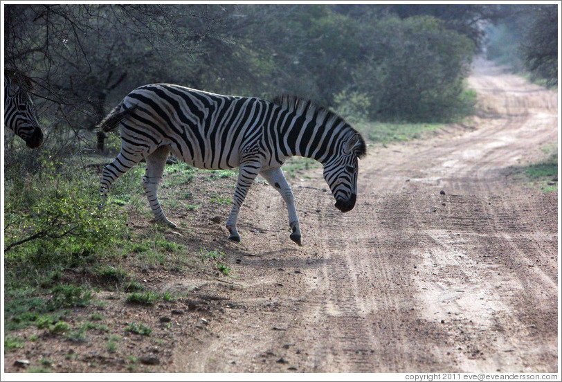 Zebra crossing the road.