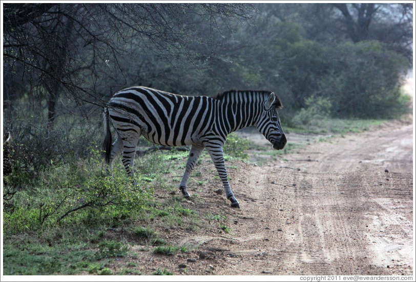 Zebra crossing the road.