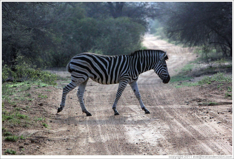 Zebra crossing the road.