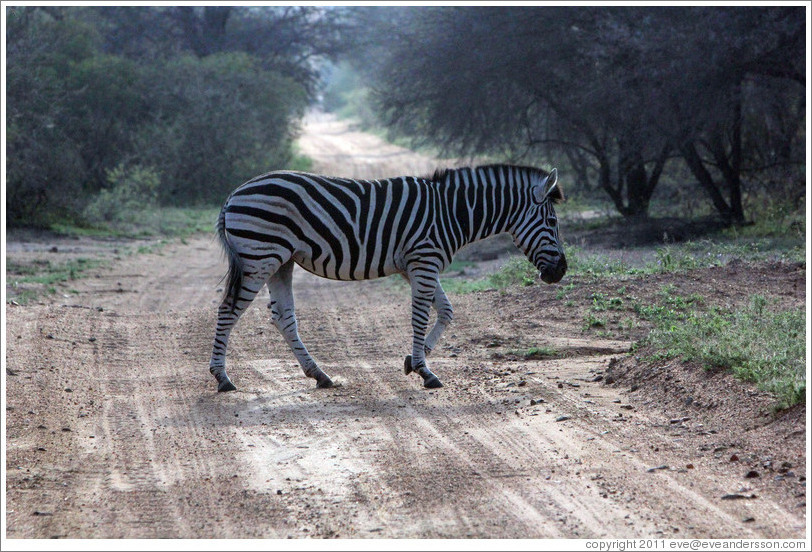 Zebra crossing the road.