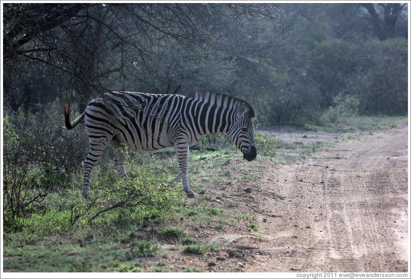 Zebra crossing the road.