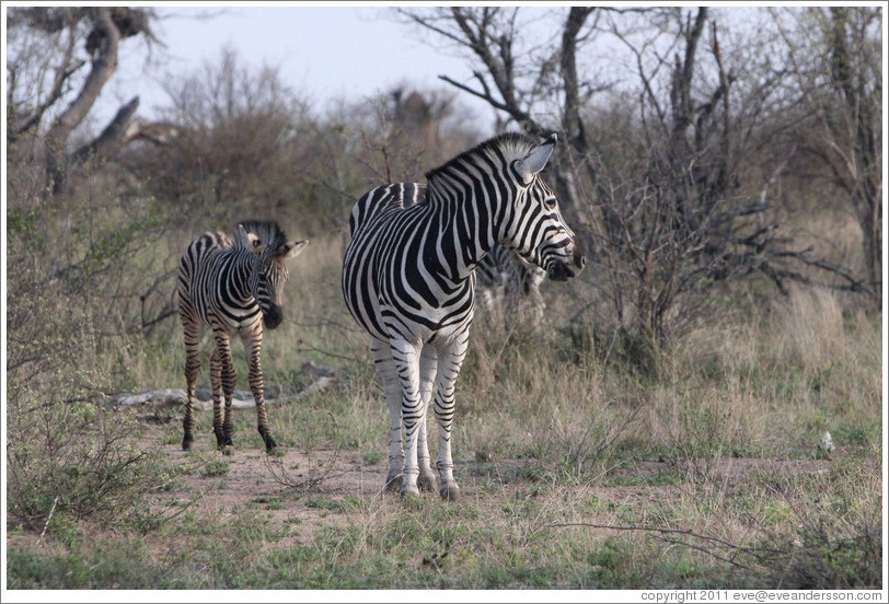 Adult and young zebra.
