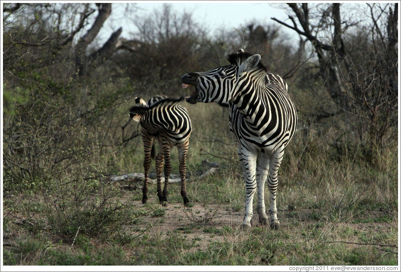 Adult zebra braying and young zebra.