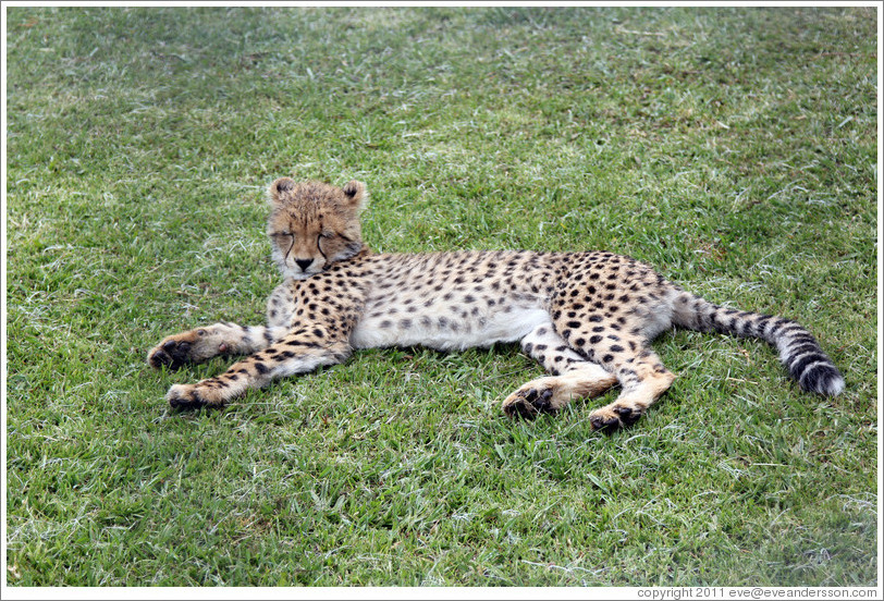 Cheetah. Spier Cheetah outreach programme.