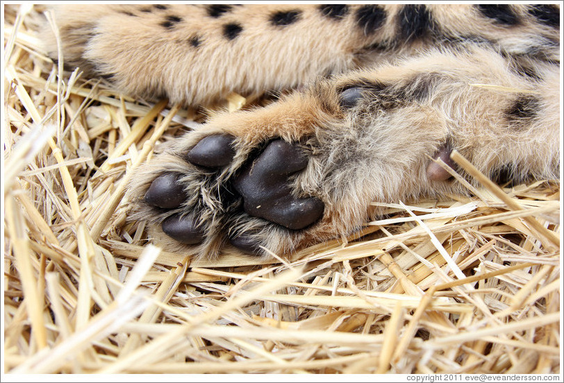 Baby cheetah paw. Spier Cheetah outreach programme.