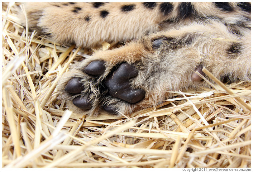 Cheetah Paw