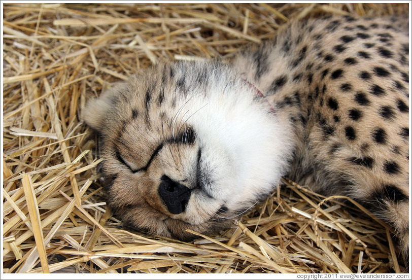 Sleeping baby cheetah. Spier Cheetah outreach programme.