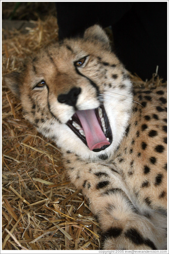Cheetah yawning at the Cheetah Outreach Program at Spier Winery.