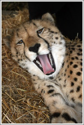 Cheetah yawning at the Cheetah Outreach Program at Spier Winery.