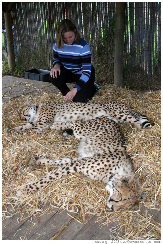 Eve petting cheetahs at the Cheetah Outreach Program at Spier Winery.