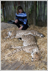 Eve petting cheetahs at the Cheetah Outreach Program at Spier Winery.