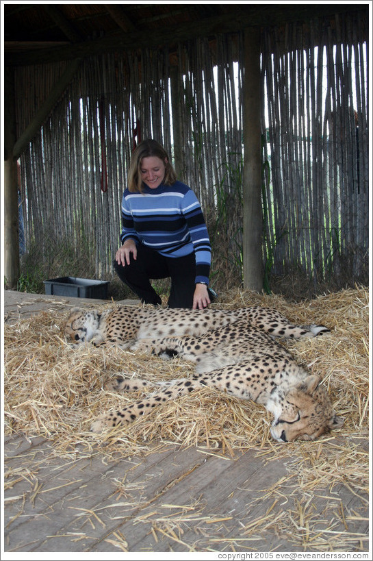 Eve petting cheetahs at the Cheetah Outreach Program at Spier Winery.