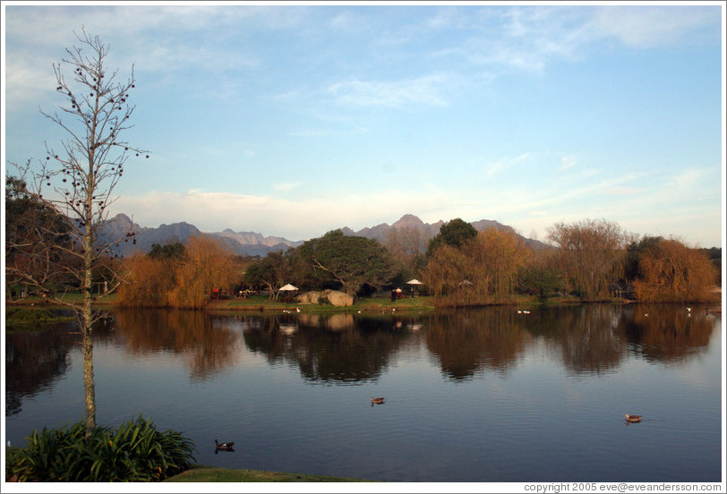 Pond at the Spier Winery.