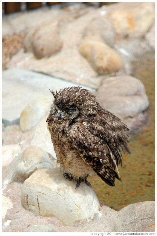 Spotted Eagle-Owl (Bubo africanus). Eagle Encounters at Spier.