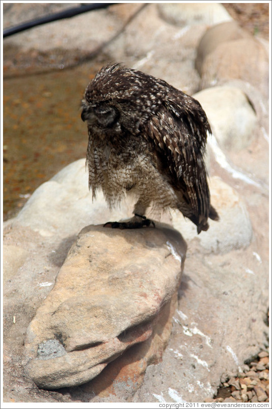 Spotted Eagle-Owl (Bubo africanus). Eagle Encounters at Spier.