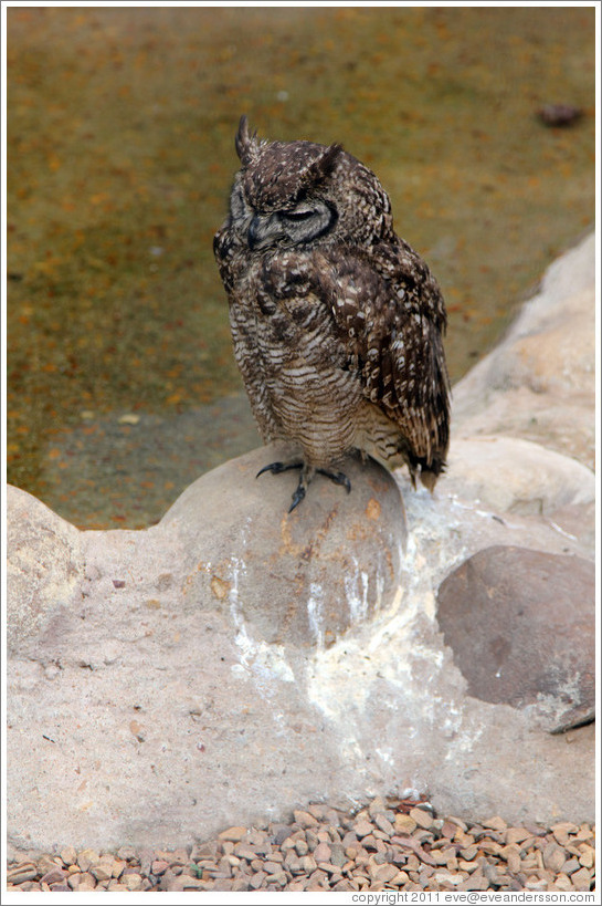 Spotted Eagle-Owl (Bubo africanus). Eagle Encounters at Spier.