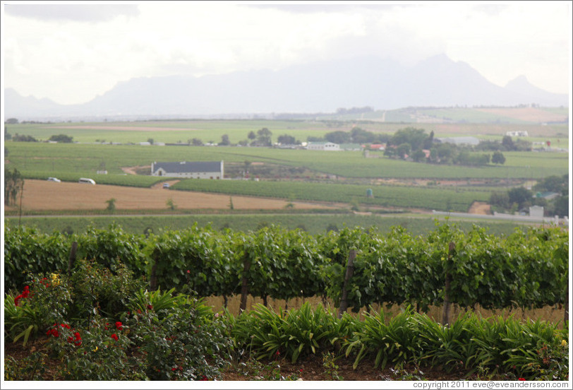 Vineyard, Alto Wine Estate.