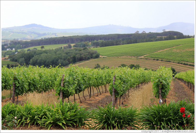 Vineyard, Alto Wine Estate.