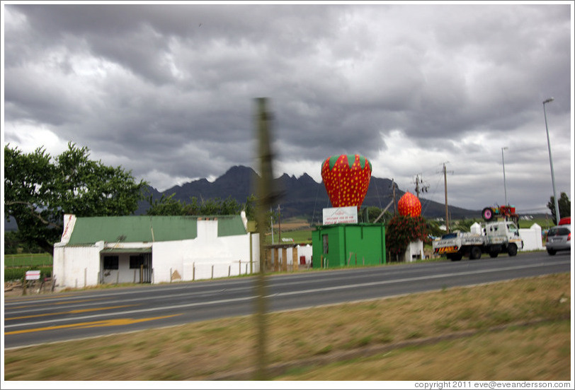Giant strawberry. Mooiberge Winery.