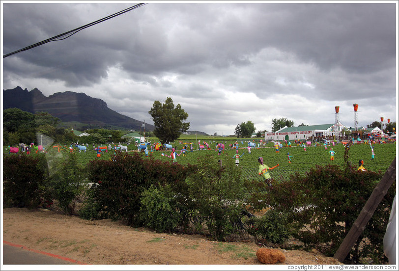 Figures of people in the field. Mooiberge Winery.