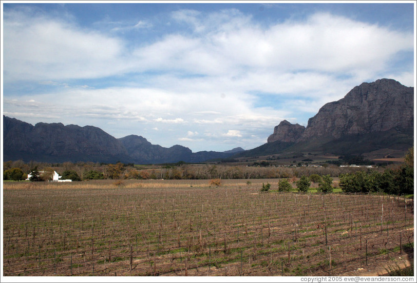 Vrede en Lust winery.