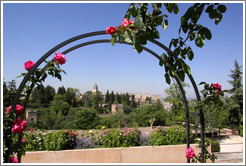 Roses and view of the Alhambra from Generalife.