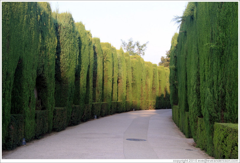 Hedges, Alhambra.