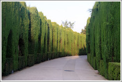 Hedges, Alhambra.