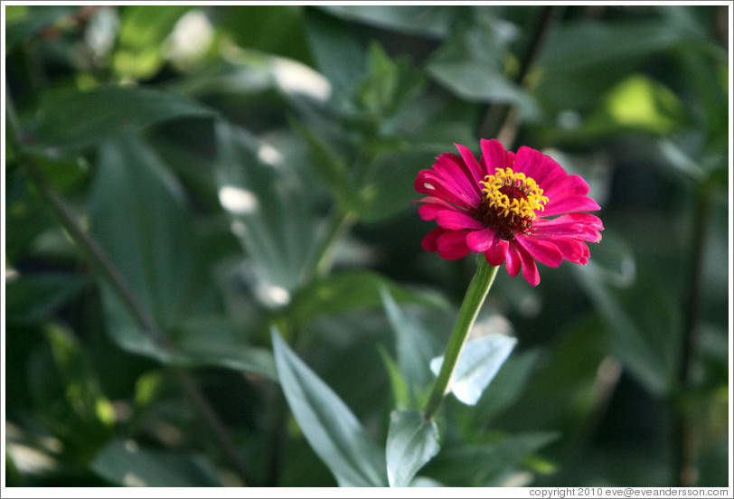 Magenta and yellow flower, Parador de San Francisco, Alhambra.