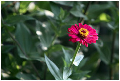 Magenta and yellow flower, Parador de San Francisco, Alhambra.
