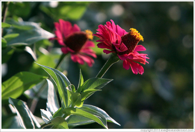 Magenta and yellow flowers, Parador de San Francisco, Alhambra.