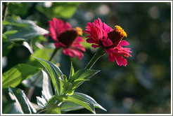 Magenta and yellow flowers, Parador de San Francisco, Alhambra.