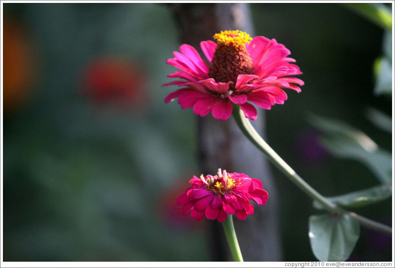 Magenta and yellow flowers, Parador de San Francisco, Alhambra.