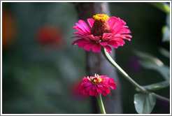 Magenta and yellow flowers, Parador de San Francisco, Alhambra.