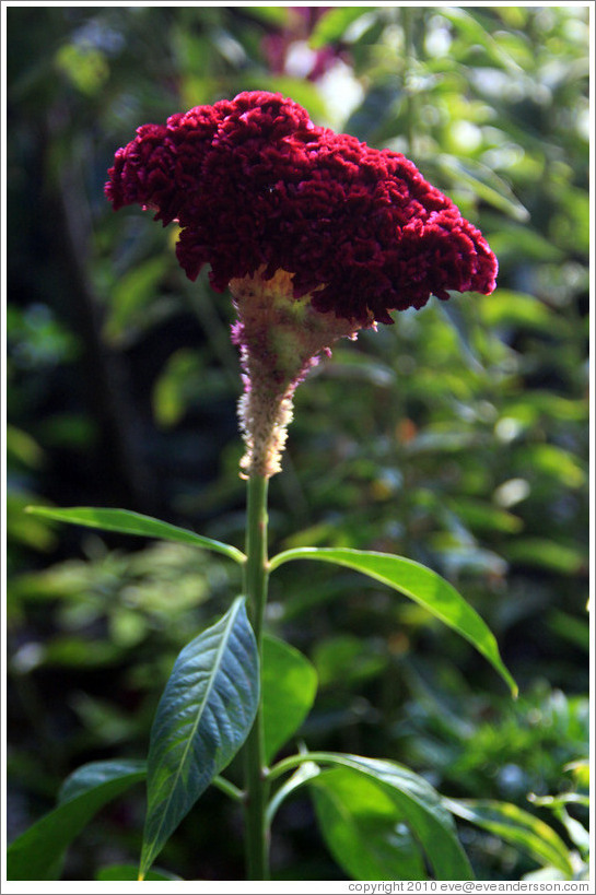 Magenta flower, Parador de San Francisco, Alhambra.