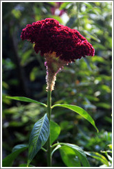 Magenta flower, Parador de San Francisco, Alhambra.